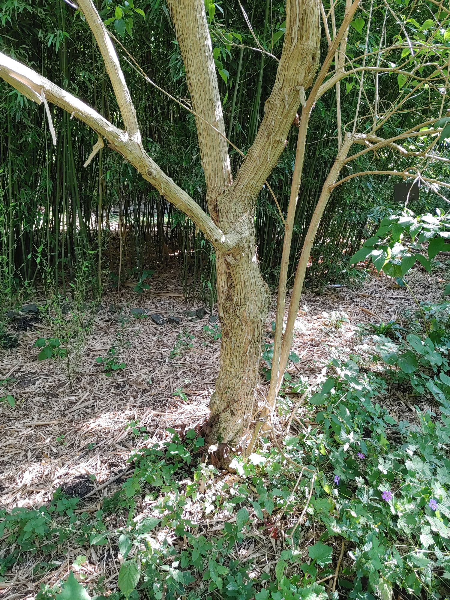 Heptacodium miconioides - Kiel-Ravensberg - Sept. 2023