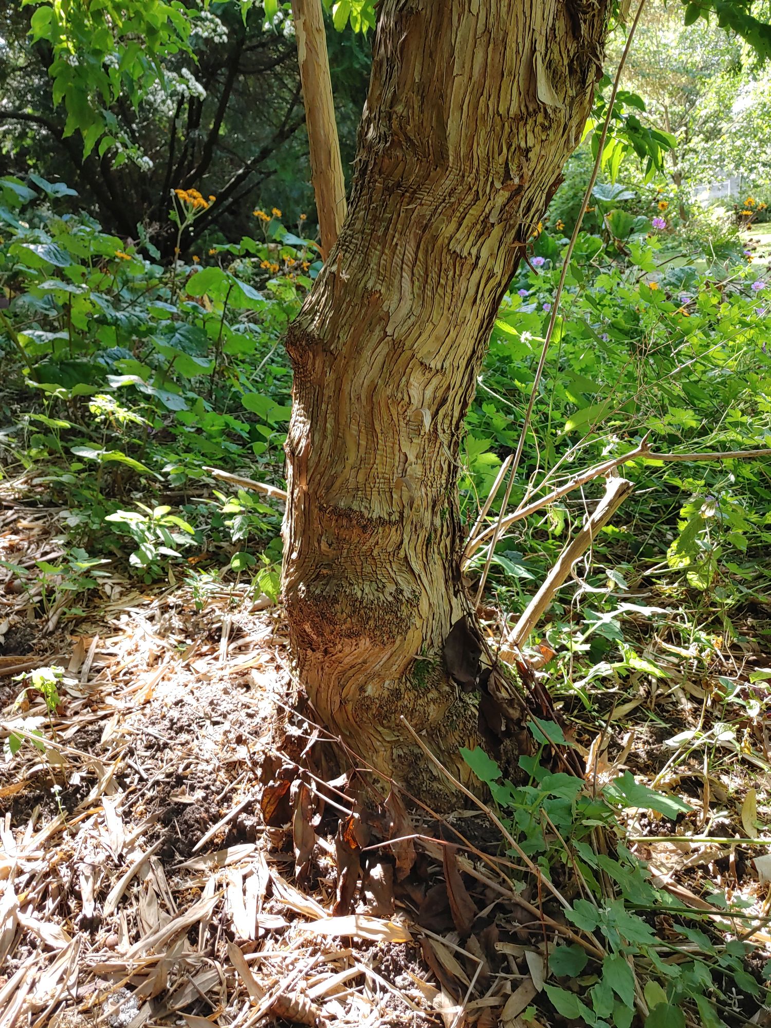 Heptacodium miconioides - Kiel-Ravensberg - Sept. 2023