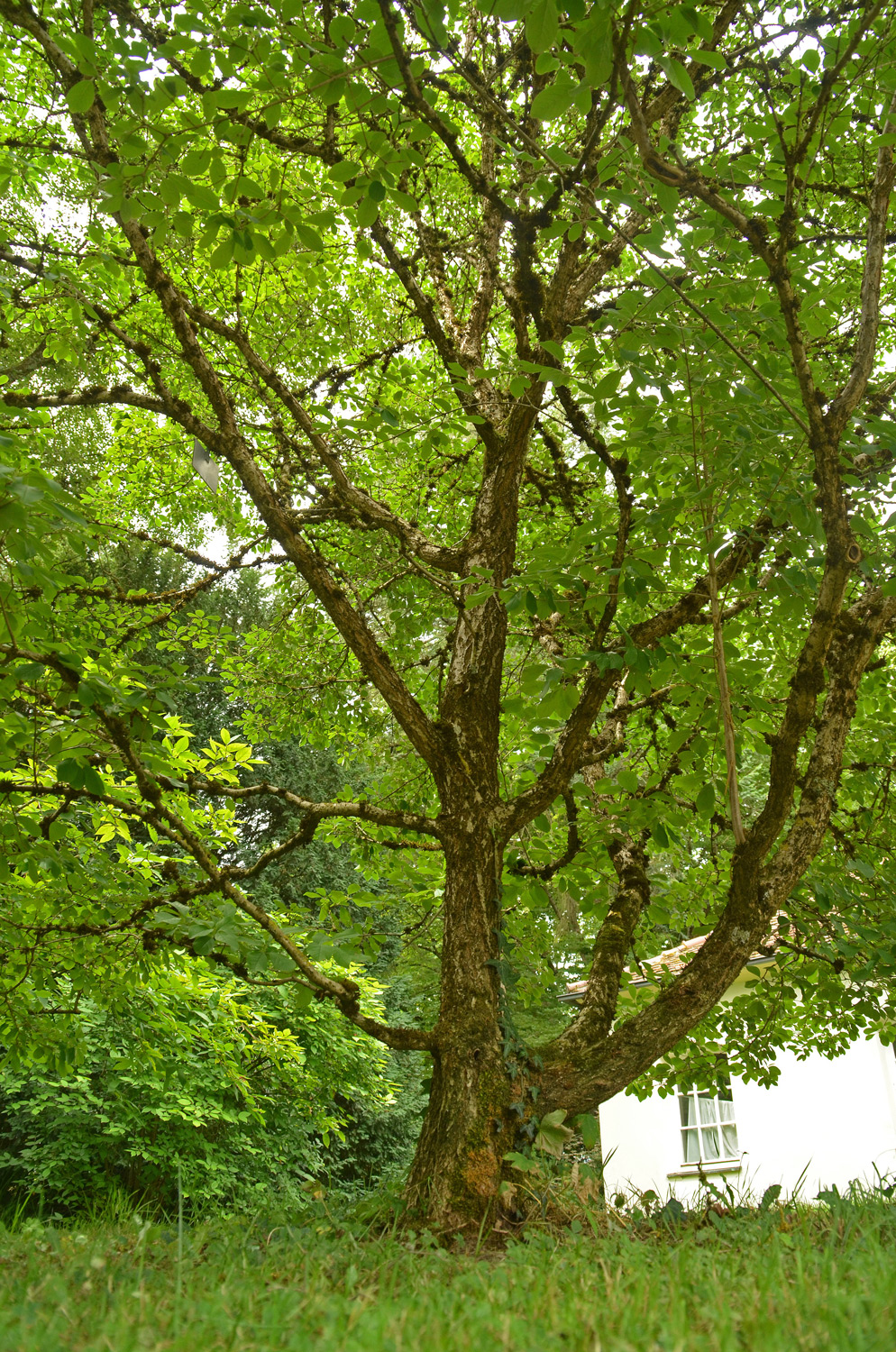 Chionanthus retusus - Stuttgart-Hohenheim - Juli 2023