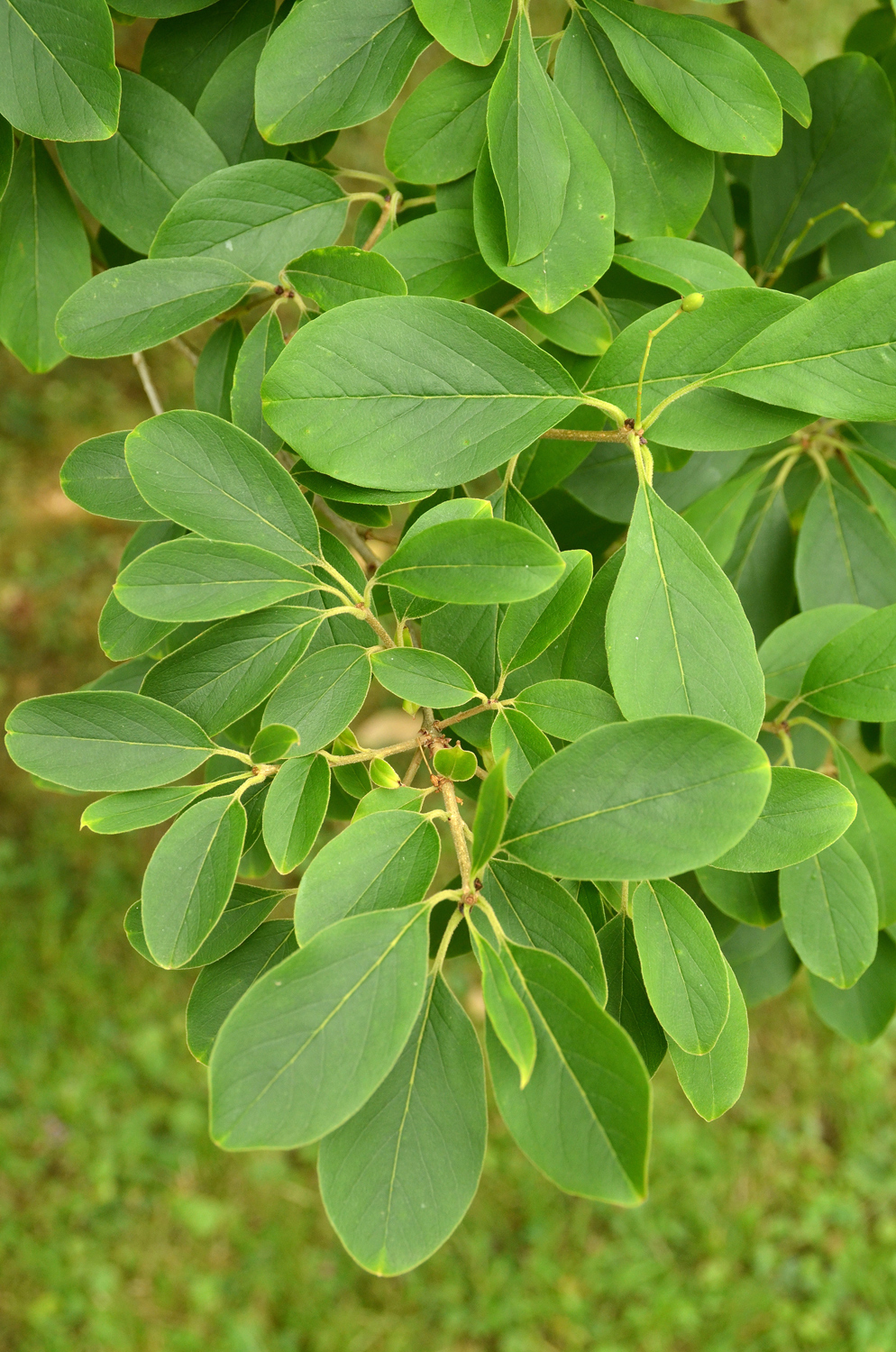 Chionanthus retusus - Stuttgart-Hohenheim - Juli 2023