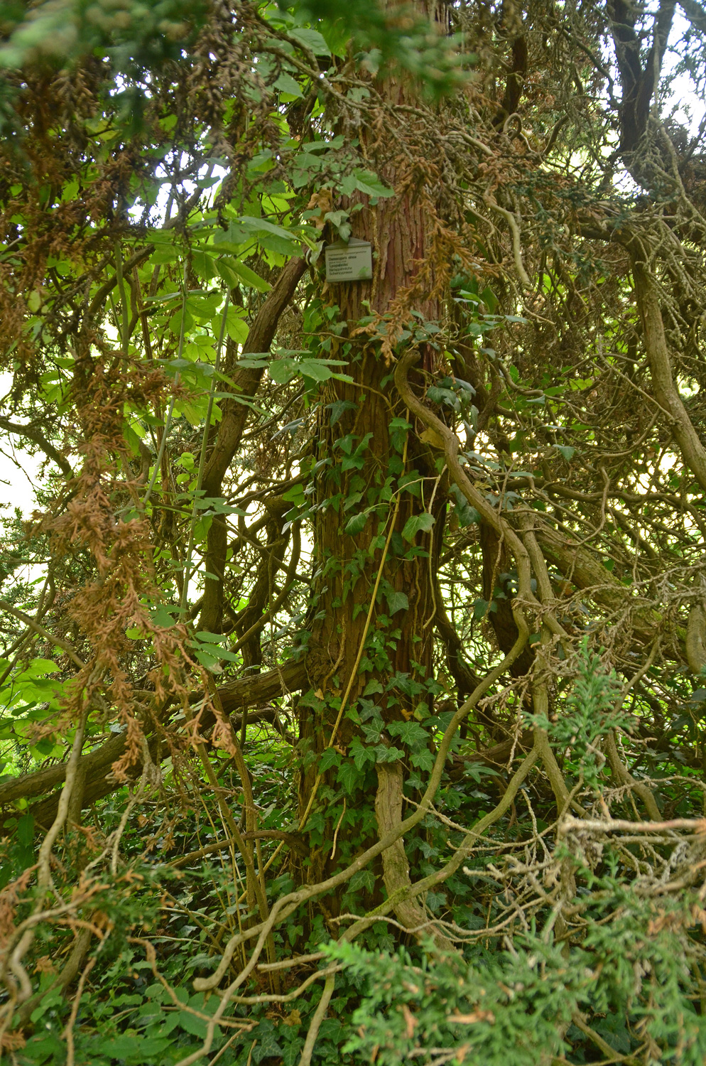 'Lycopodioides' Chamaecyparis obtusa