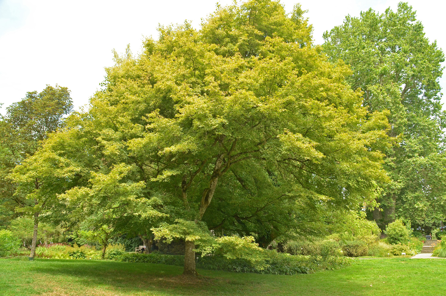 'Osakazuki' Acer palmatum