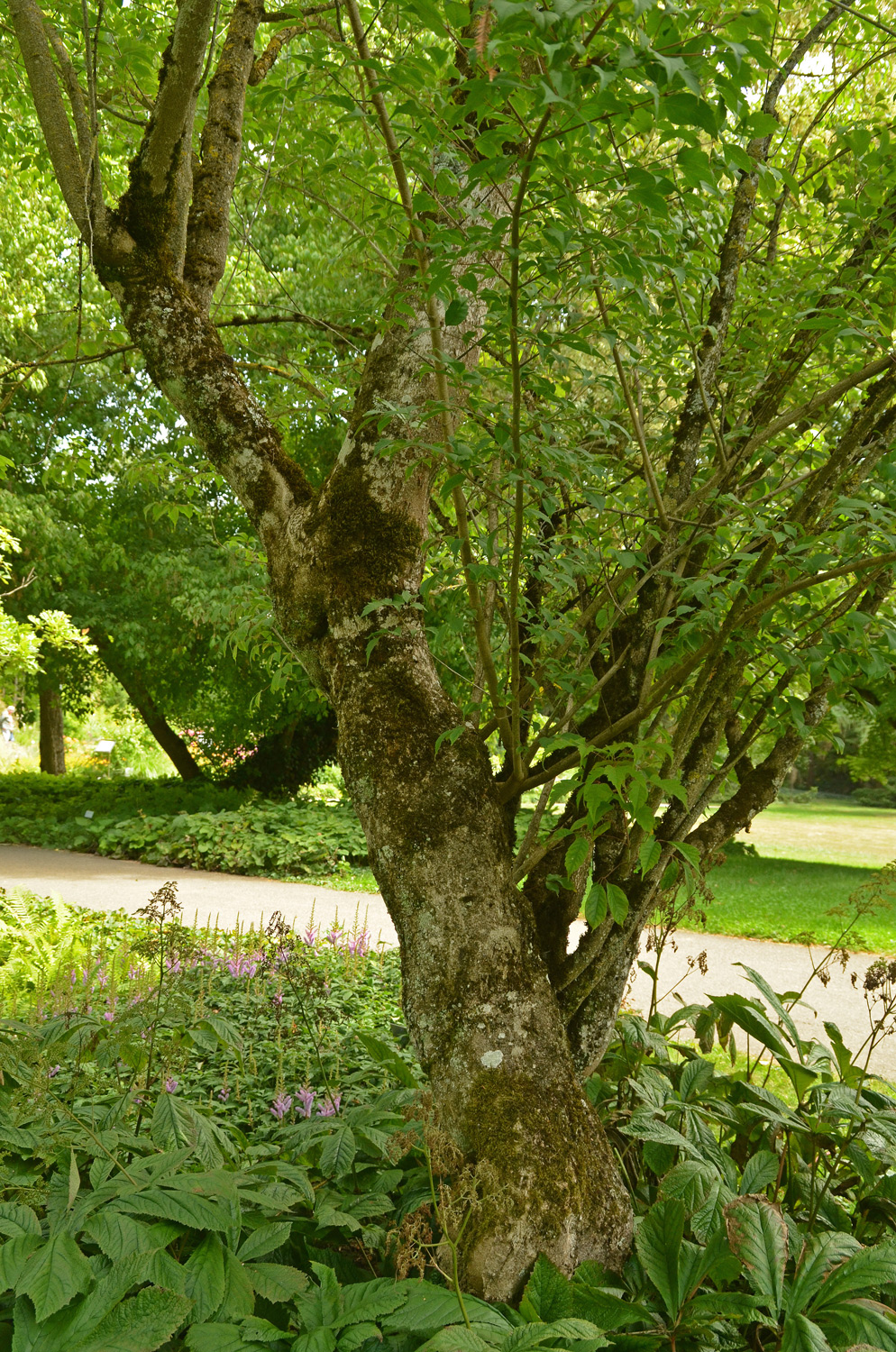 Acer cissifolium - Stuttgart-Hohenheim - Juli 2023