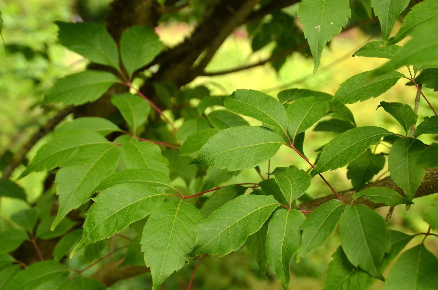 Acer cissifolium - Stuttgart-Hohenheim - Juli 2023