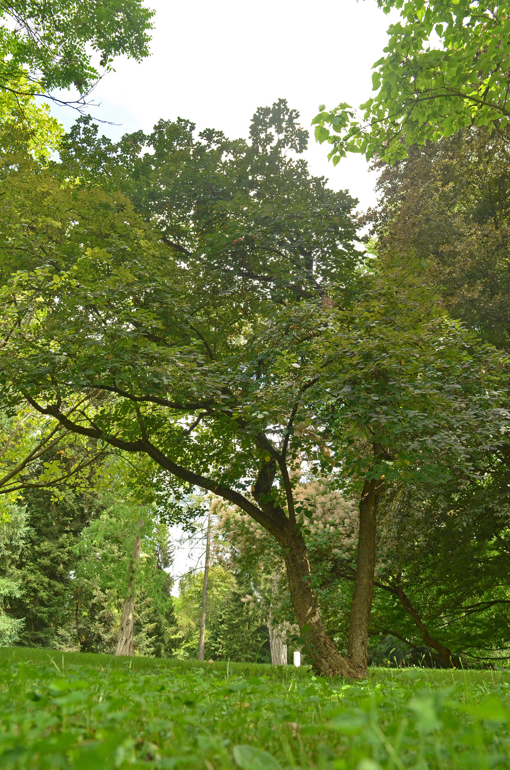 'Royal Purple' coggygria Cotinus