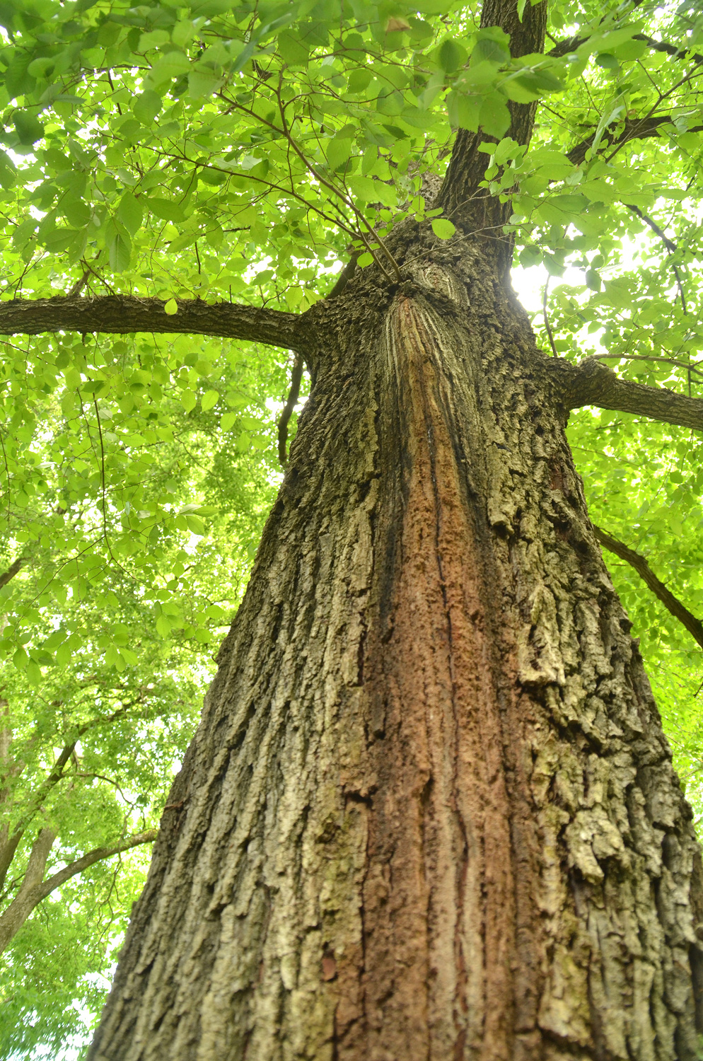 Ulmus 'Recerta' - Stuttgart-Hohenheim - Juli 2023