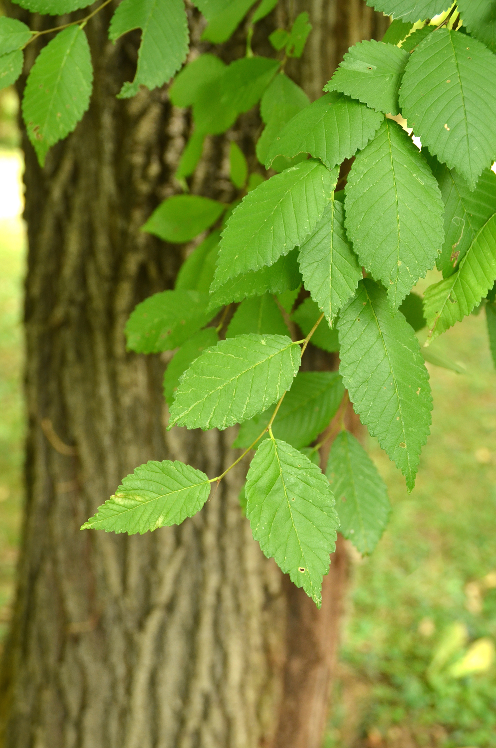 Ulmus 'Recerta' - Stuttgart-Hohenheim - Juli 2023
