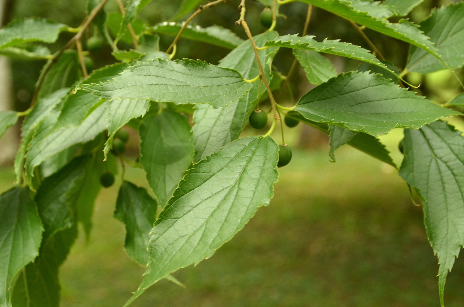 Celtis australis subsp. caucasica - Stuttgart-Hohenheim - Juli 2023