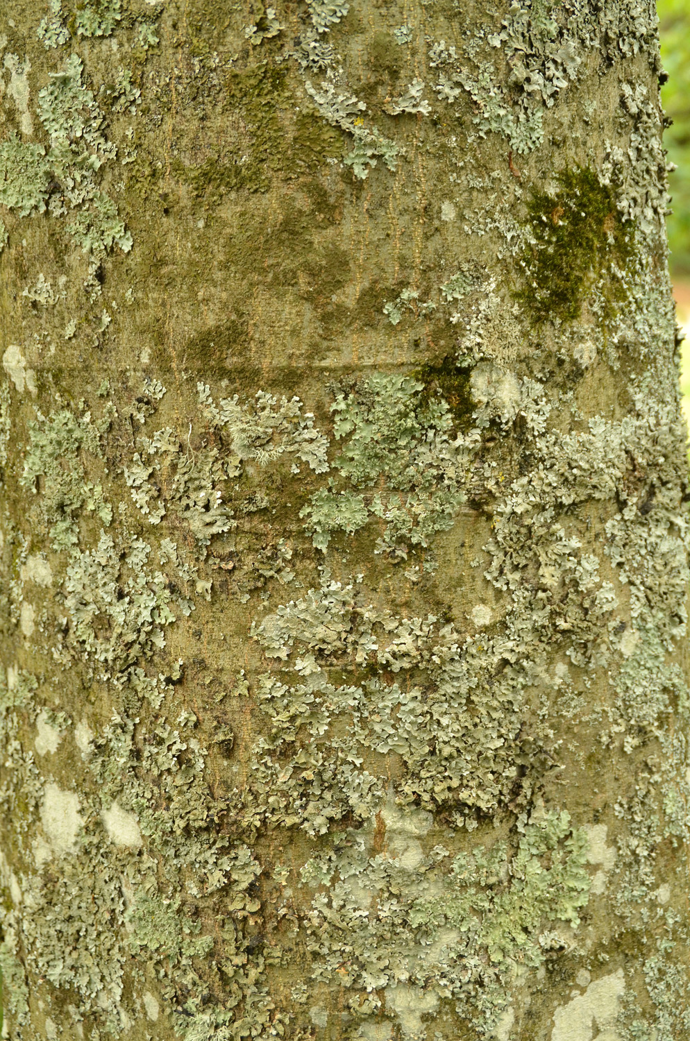 Celtis australis subsp. caucasica - Stuttgart-Hohenheim - Juli 2023