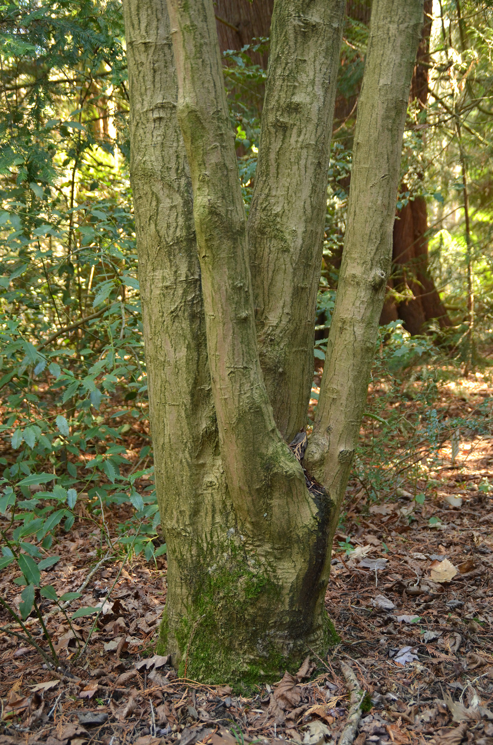 Acer sieboldianum