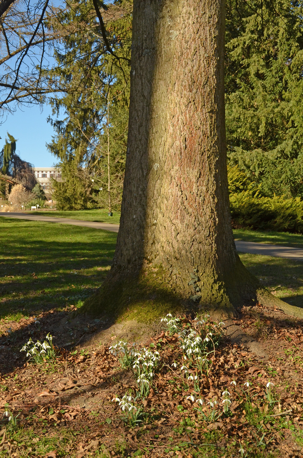 Quercus palustris - Stuttgart-Hohenheim - Februar 2023