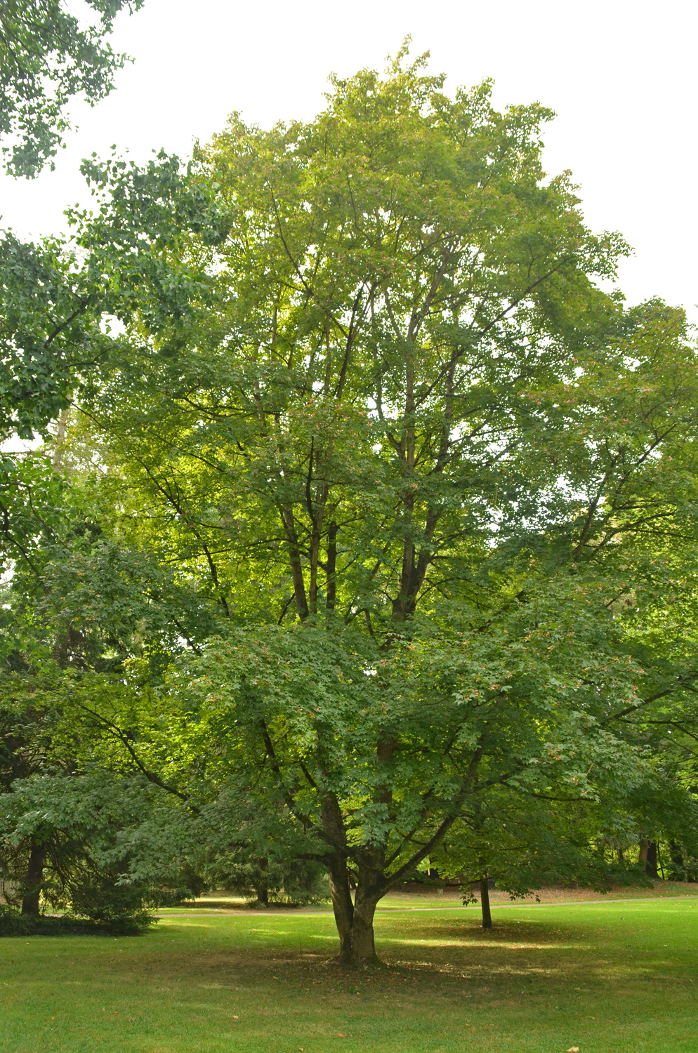 'Annae' × zoeschense Acer