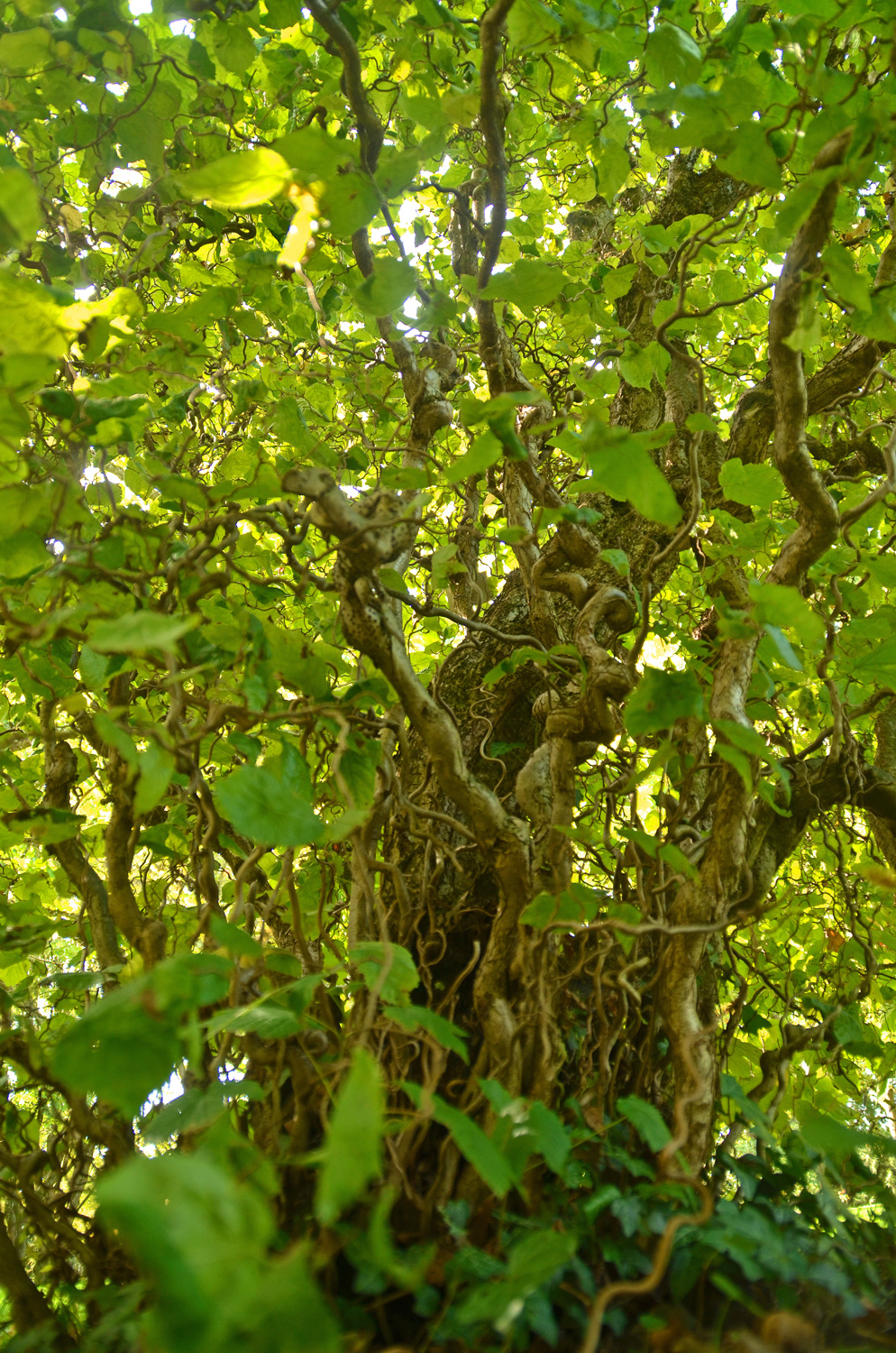 Corylus avellana - Stuttgart-Hohenheim - September 2023