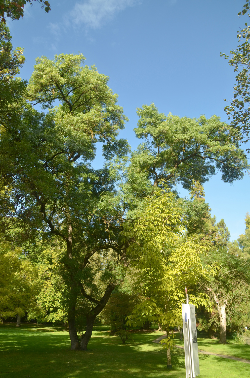 angustifolia Fraxinus var. australis