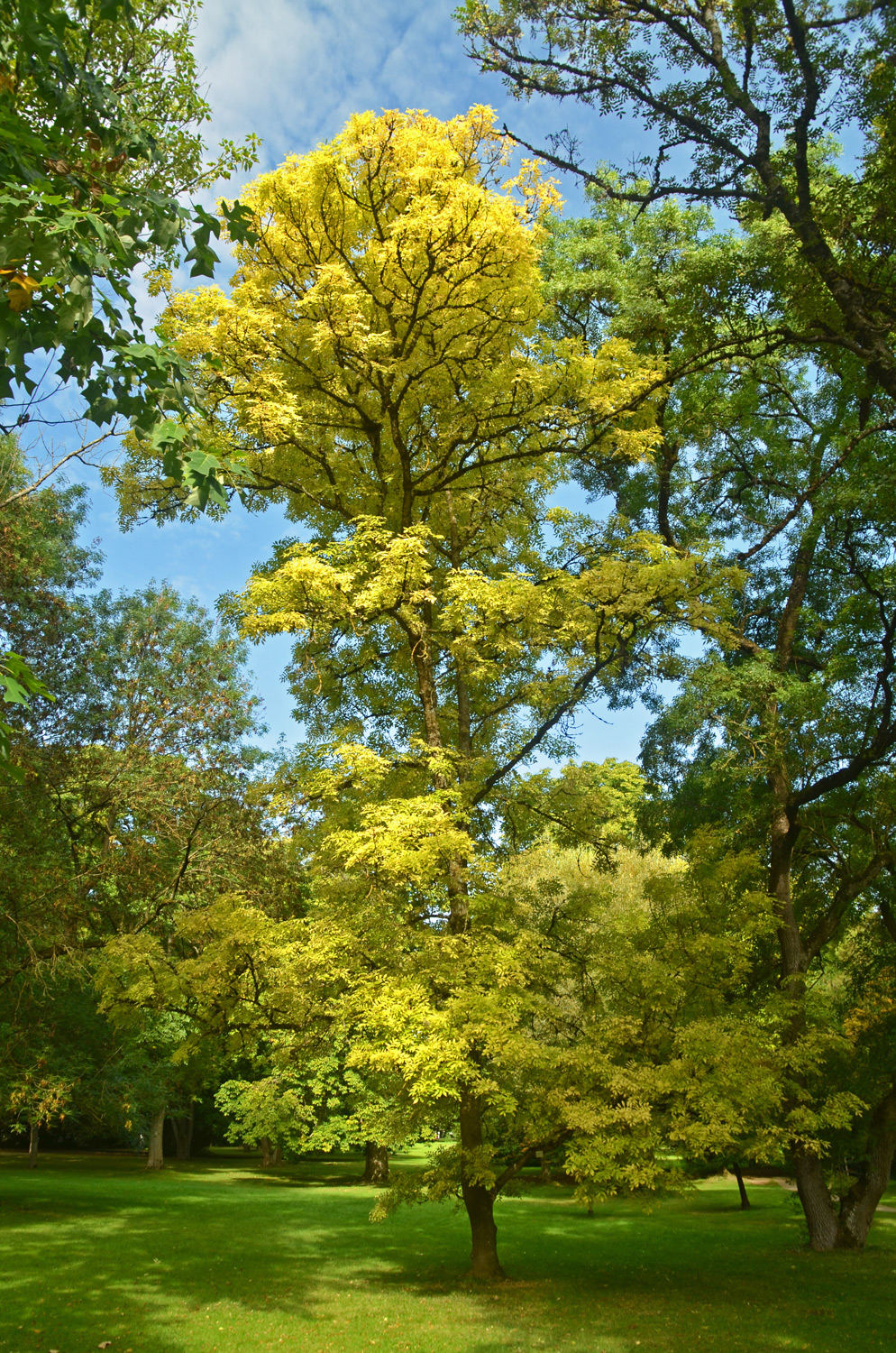 'Aurea' excelsior Fraxinus