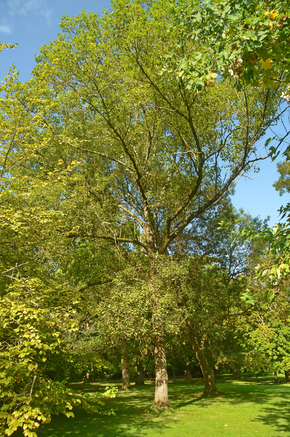 'Diversifolia' excelsior Fraxinus
