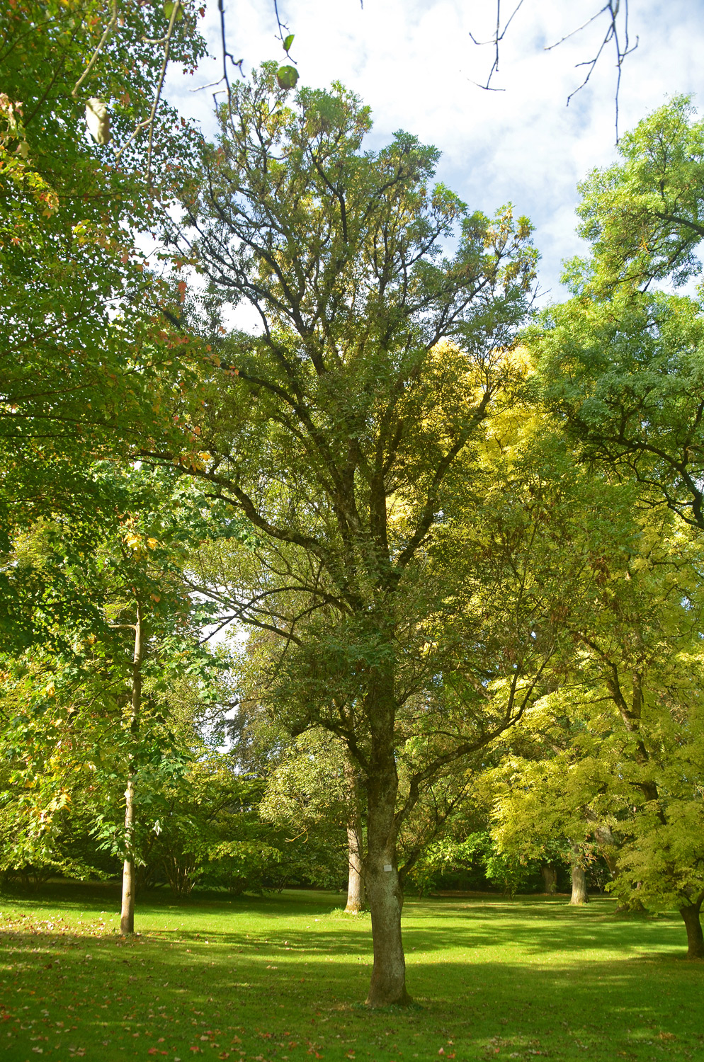 'Nana' excelsior Fraxinus