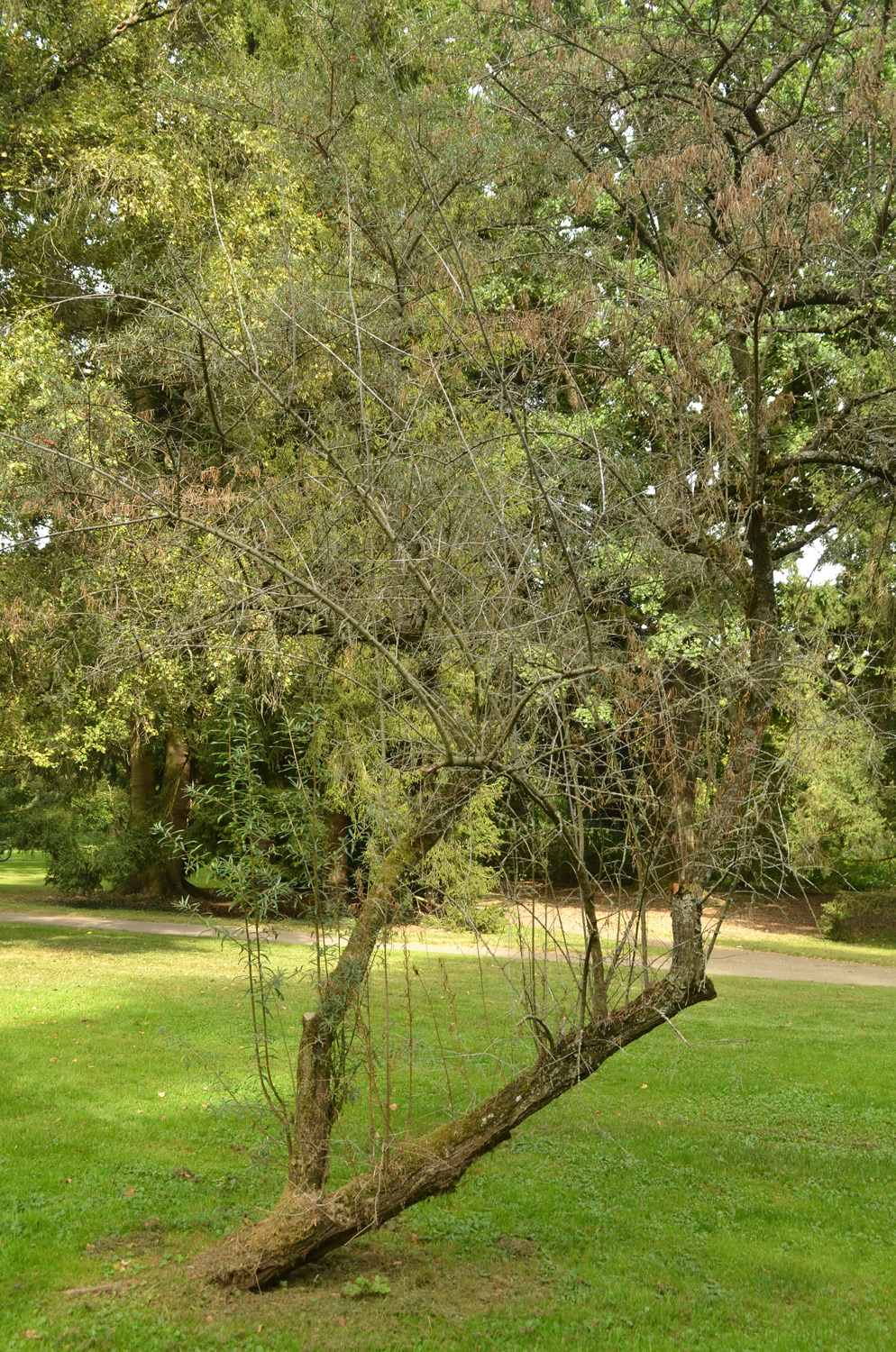'Askola' Hippophae rhamnoides