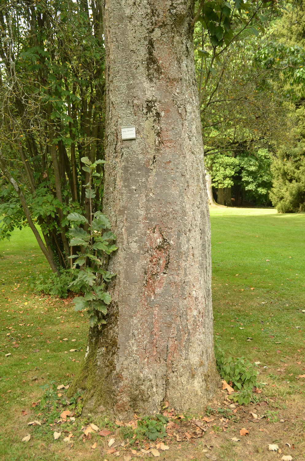 Sorbus intermedia - Stuttgart-Hohenheim - September 2023