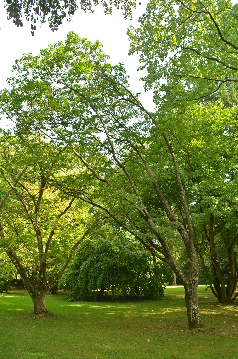 glabrifolium Tetradium