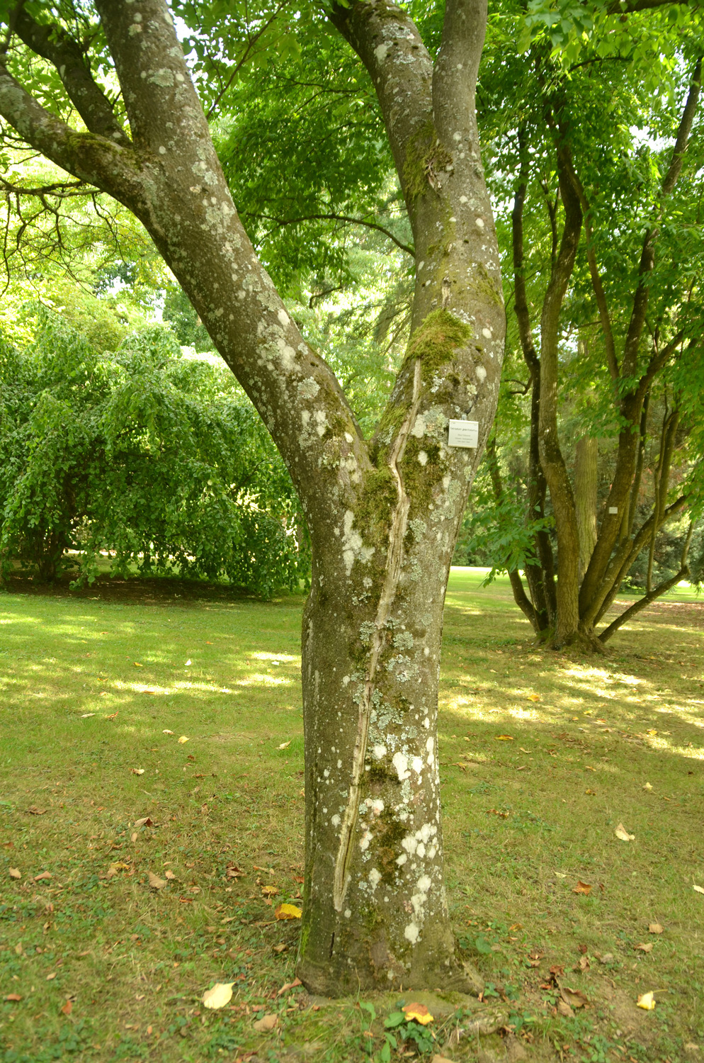 Tetradium glabrifolium - Stuttgart-Hohenheim - September 2023