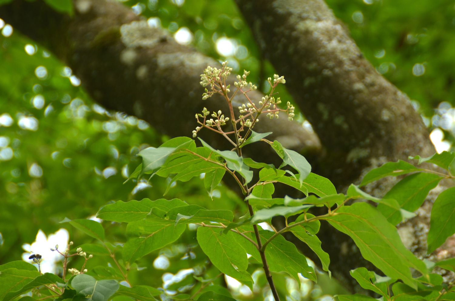 Tetradium glabrifolium - Stuttgart-Hohenheim - September 2023