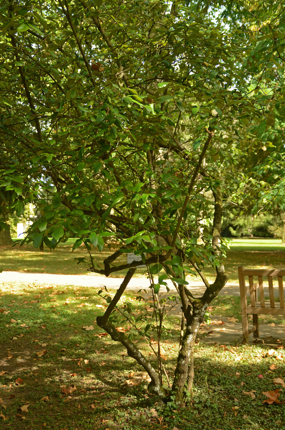 × burkwoodii Viburnum