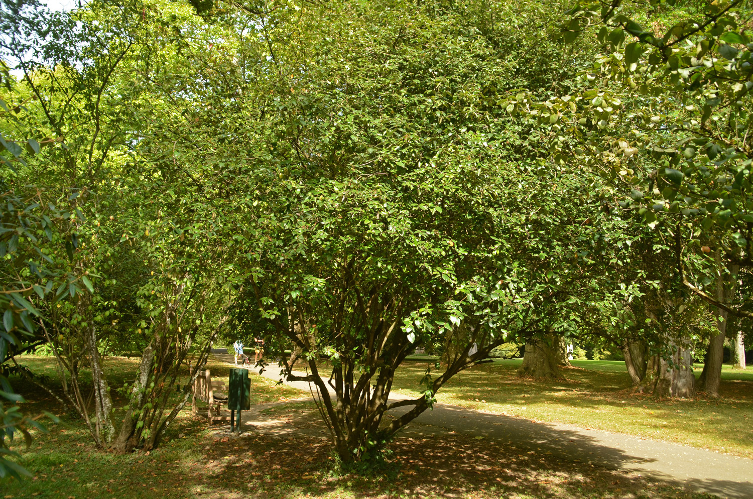 'Chenault' × burkwoodii Viburnum