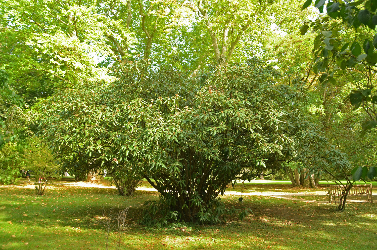 rhytidophyllum Viburnum