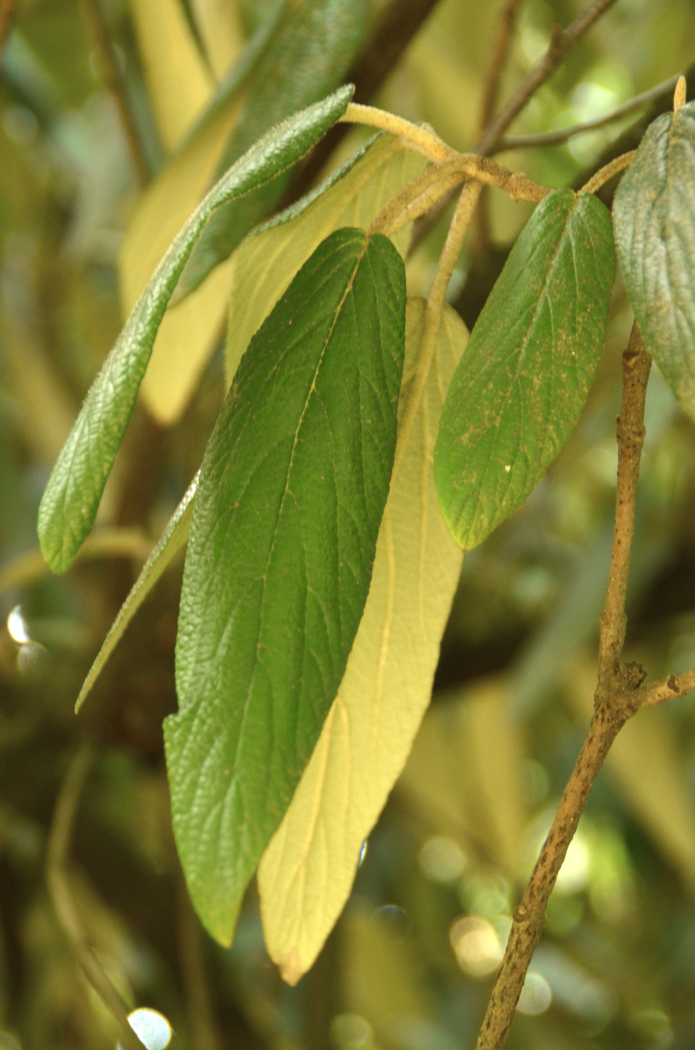 Viburnum rhytidophyllum - Stuttgart-Hohenheim - September 2023