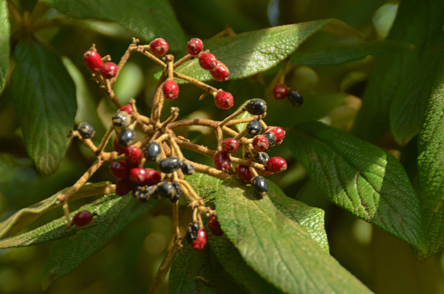 Viburnum rhytidophyllum - Stuttgart-Hohenheim - September 2023