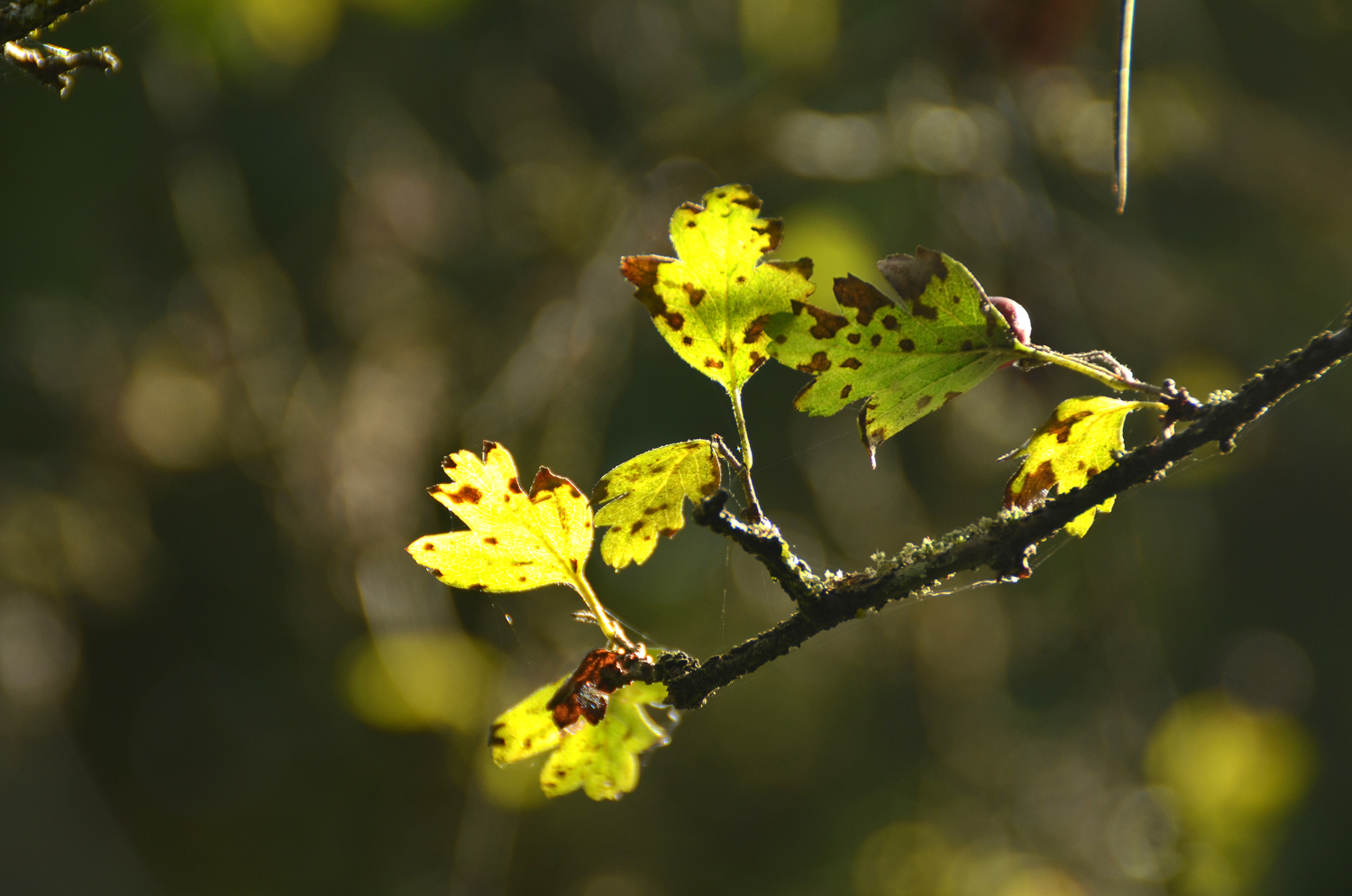Crataegus monogyna - Stuttgart-Hohenheim - Sept. 2023