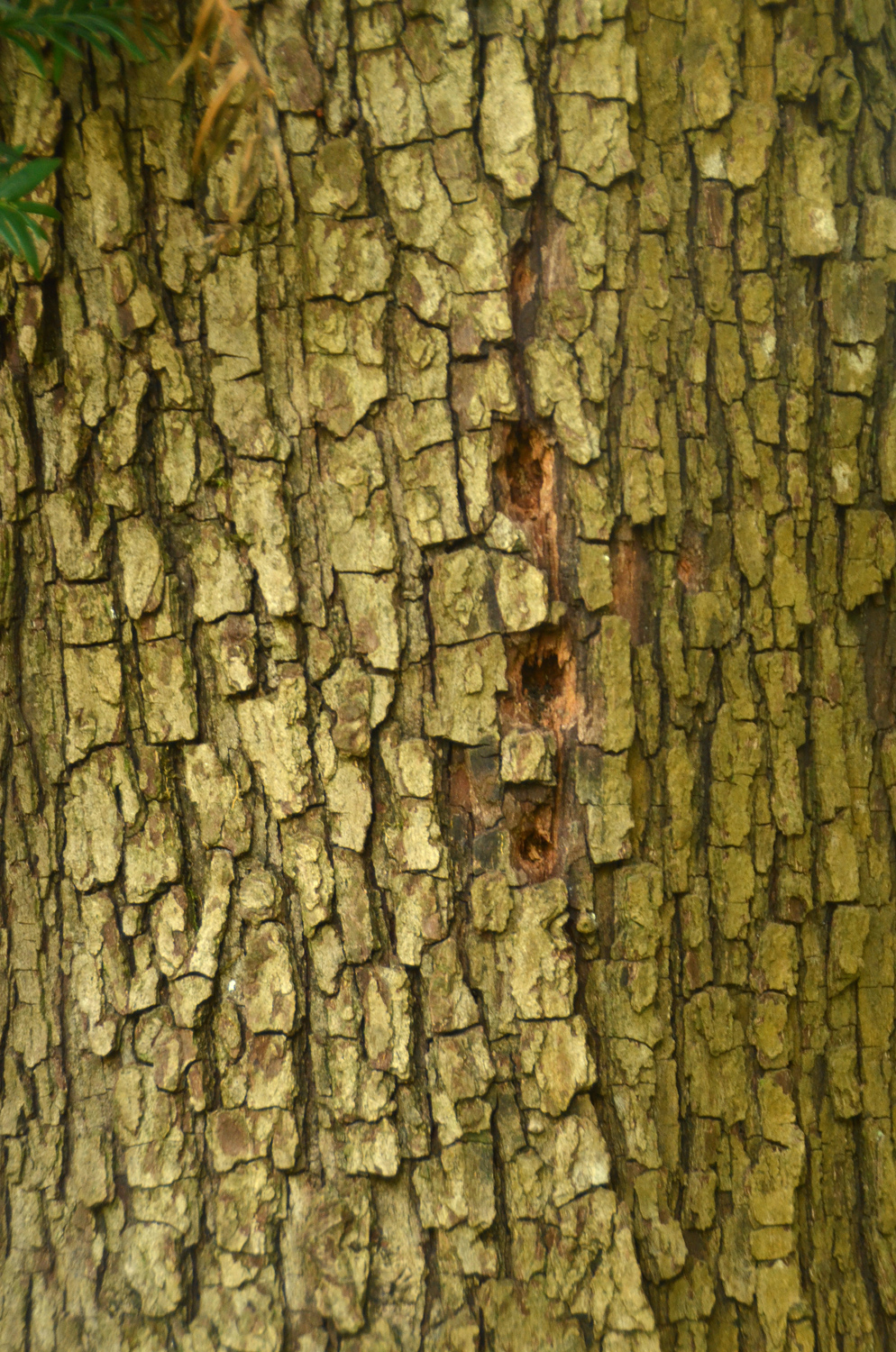 Crataegus monogyna - Stuttgart-Hohenheim - Sept. 2023
