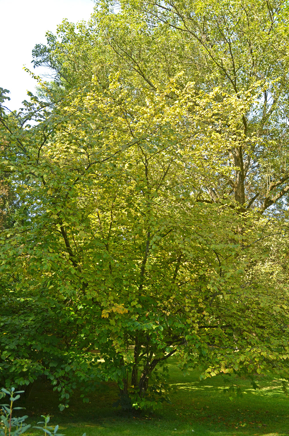 Hamamelis virginiana - Stuttgart-Hohenheim - Sept. 2023