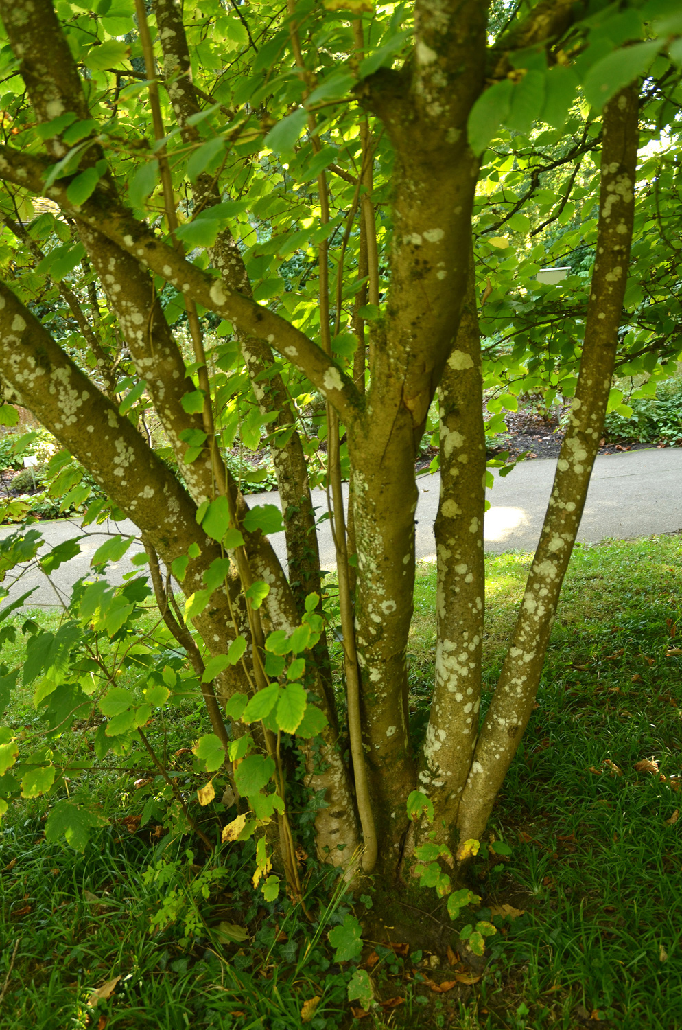 Hamamelis virginiana - Stuttgart-Hohenheim - Sept. 2023