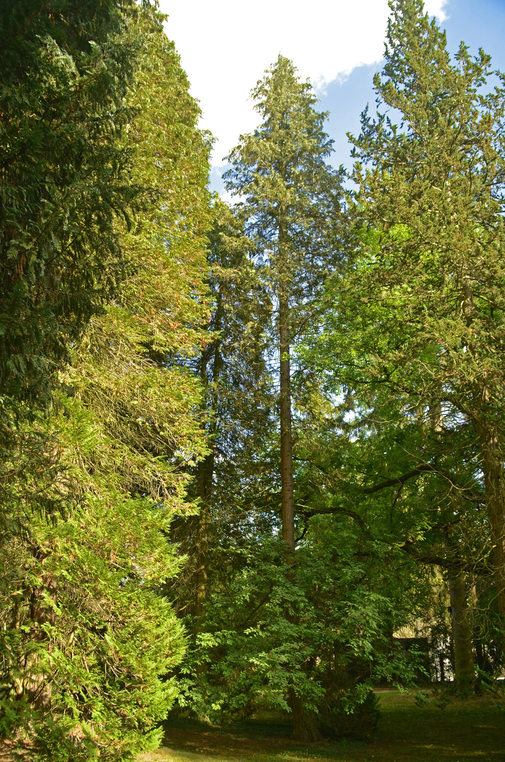 'Alumii Klugowski' Chamaecyparis lawsoniana