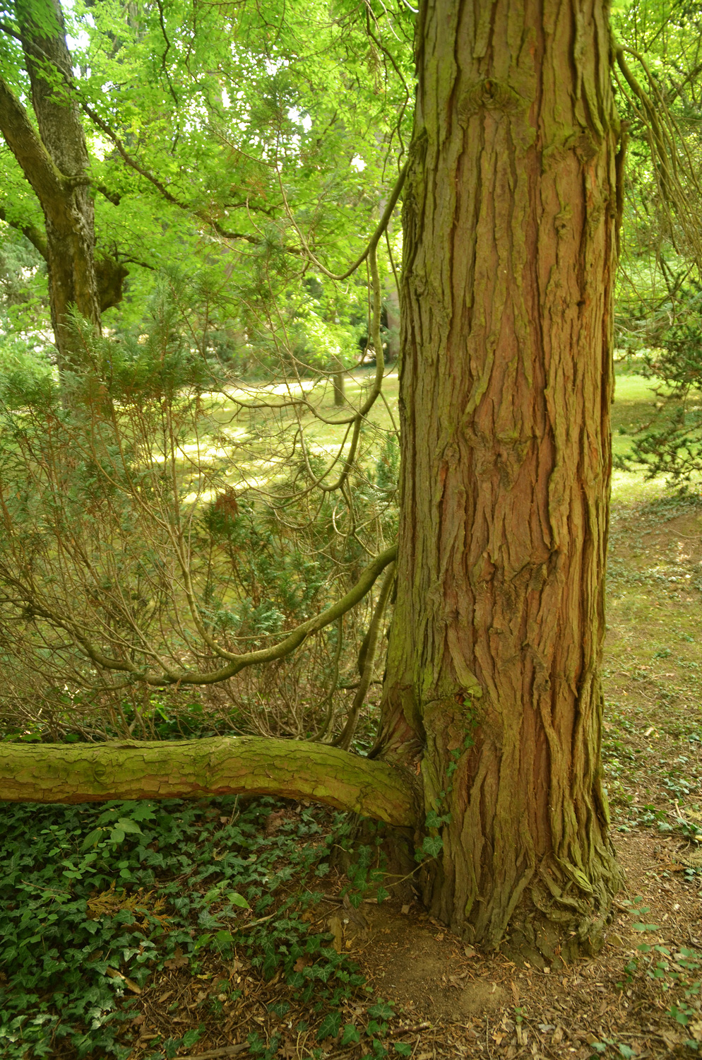 Chamaecyparis lawsoniana 'Klugowski' - Stuttgart-Hohenheim - Sept. 2023