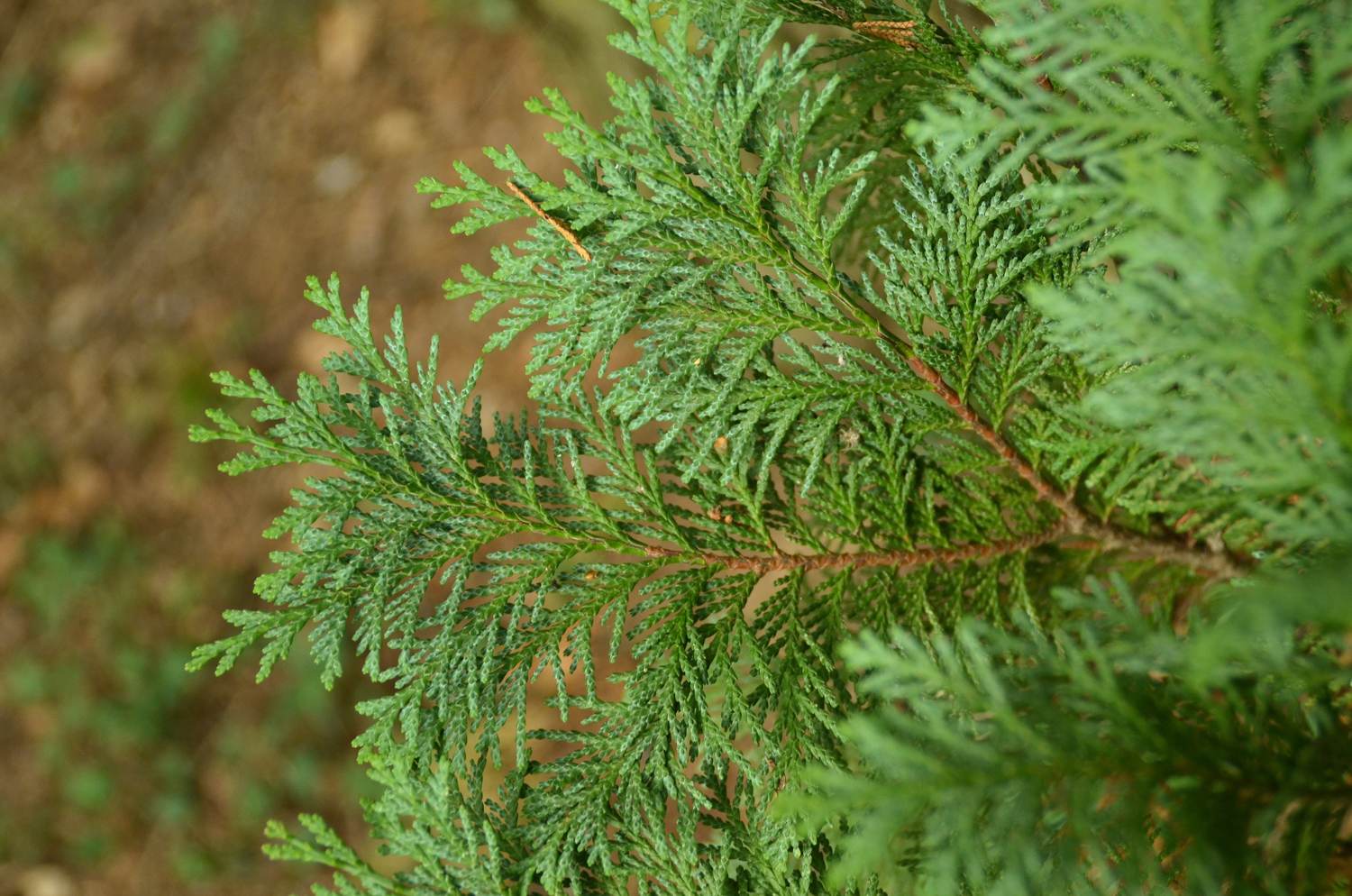 Chamaecyparis lawsoniana 'Klugowski' - Stuttgart-Hohenheim - Sept. 2023