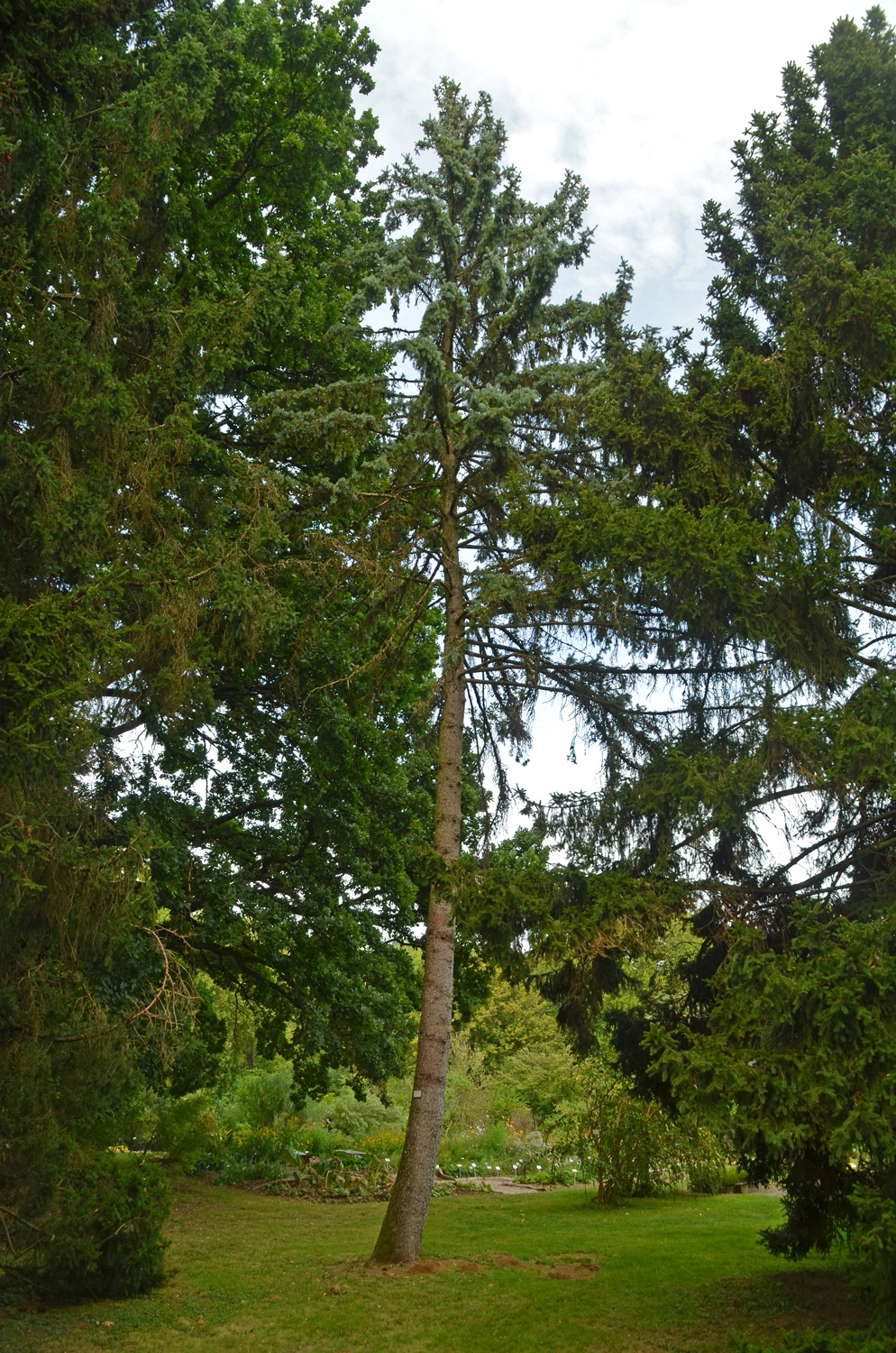 Picea pungens