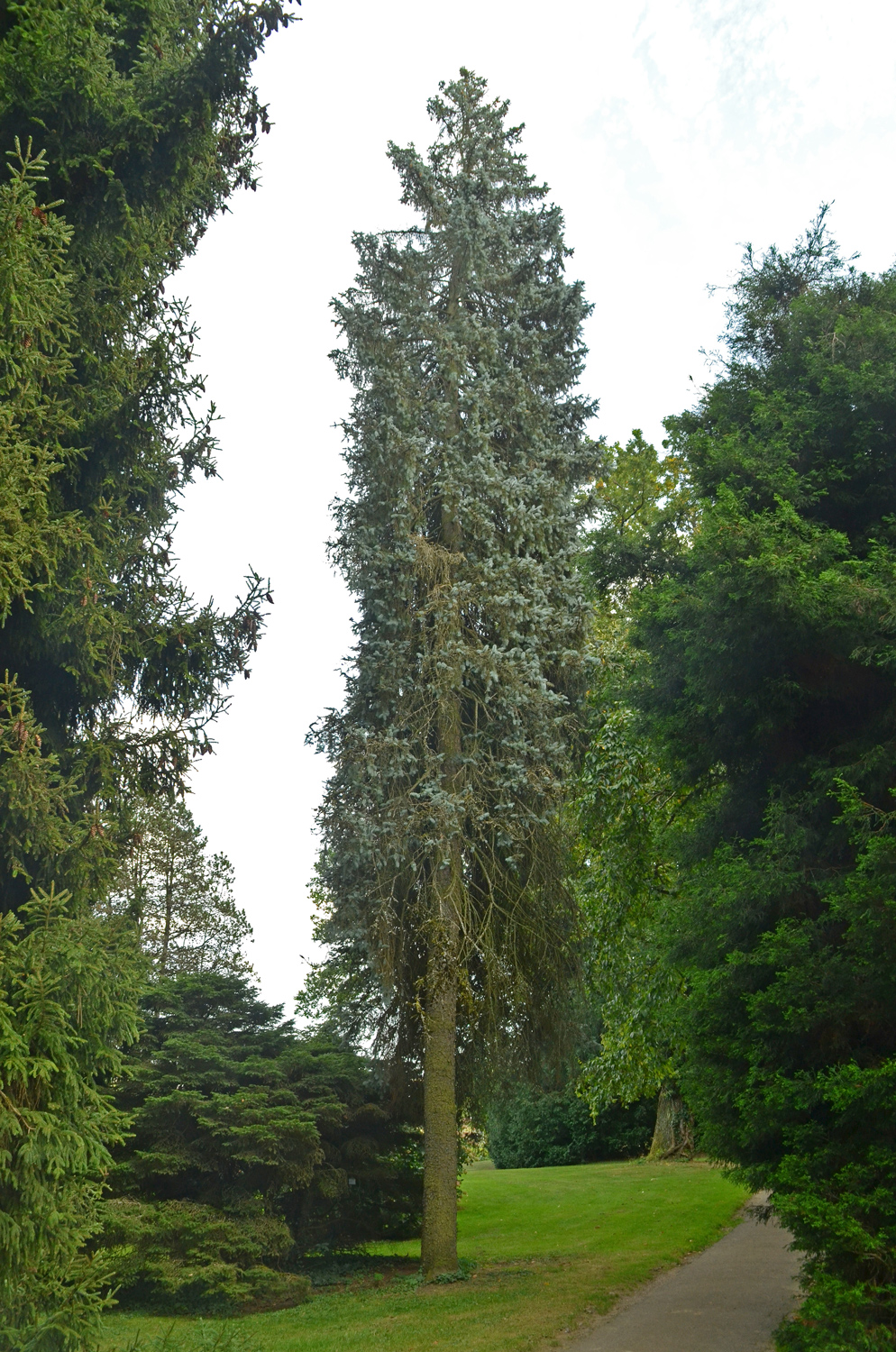 'Endtz' Picea pungens
