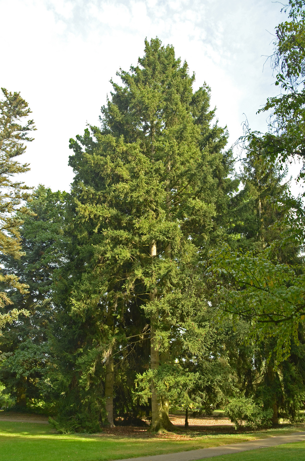 Picea wilsonii