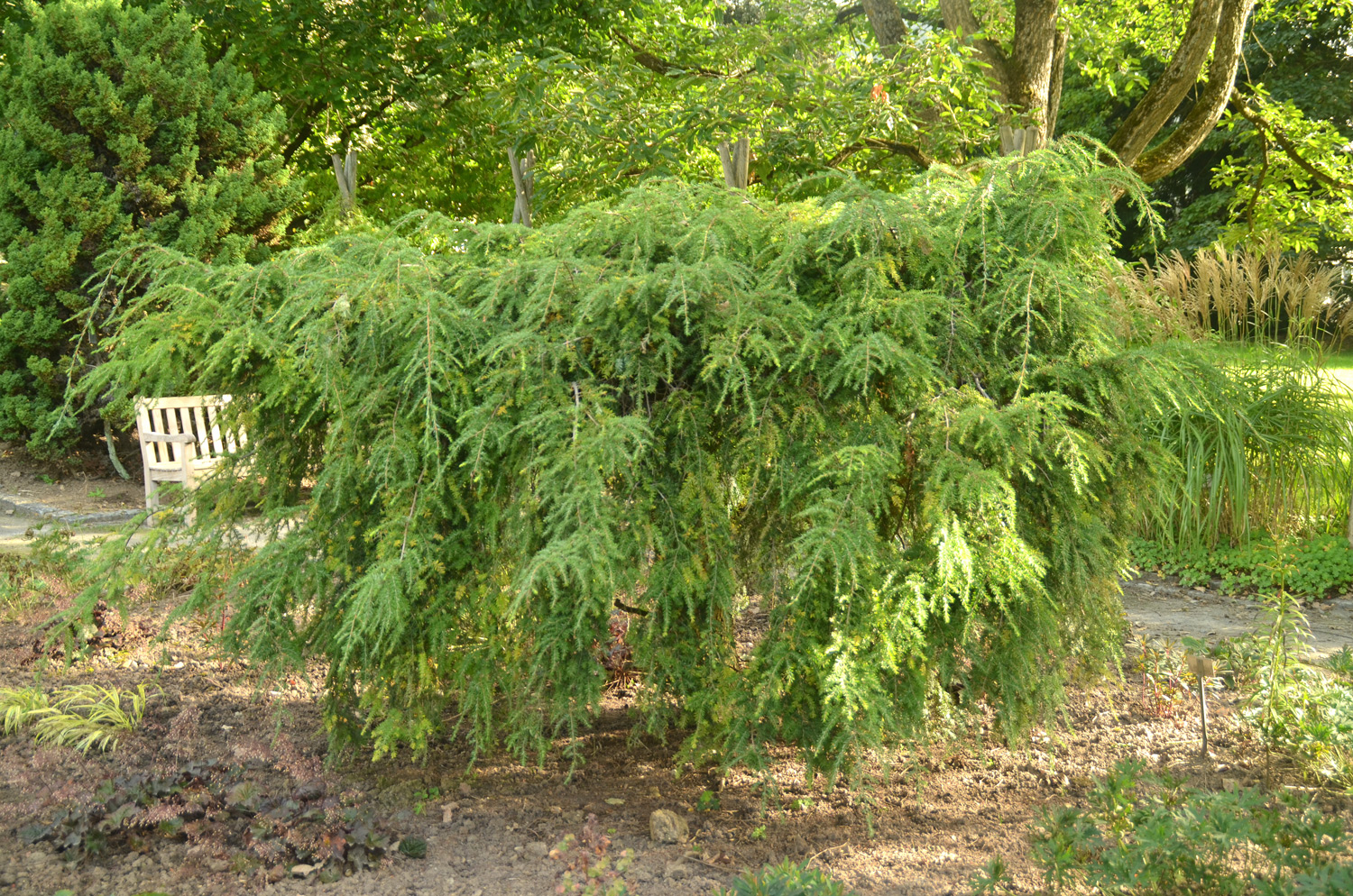 'Pendula' canadensis Tsuga