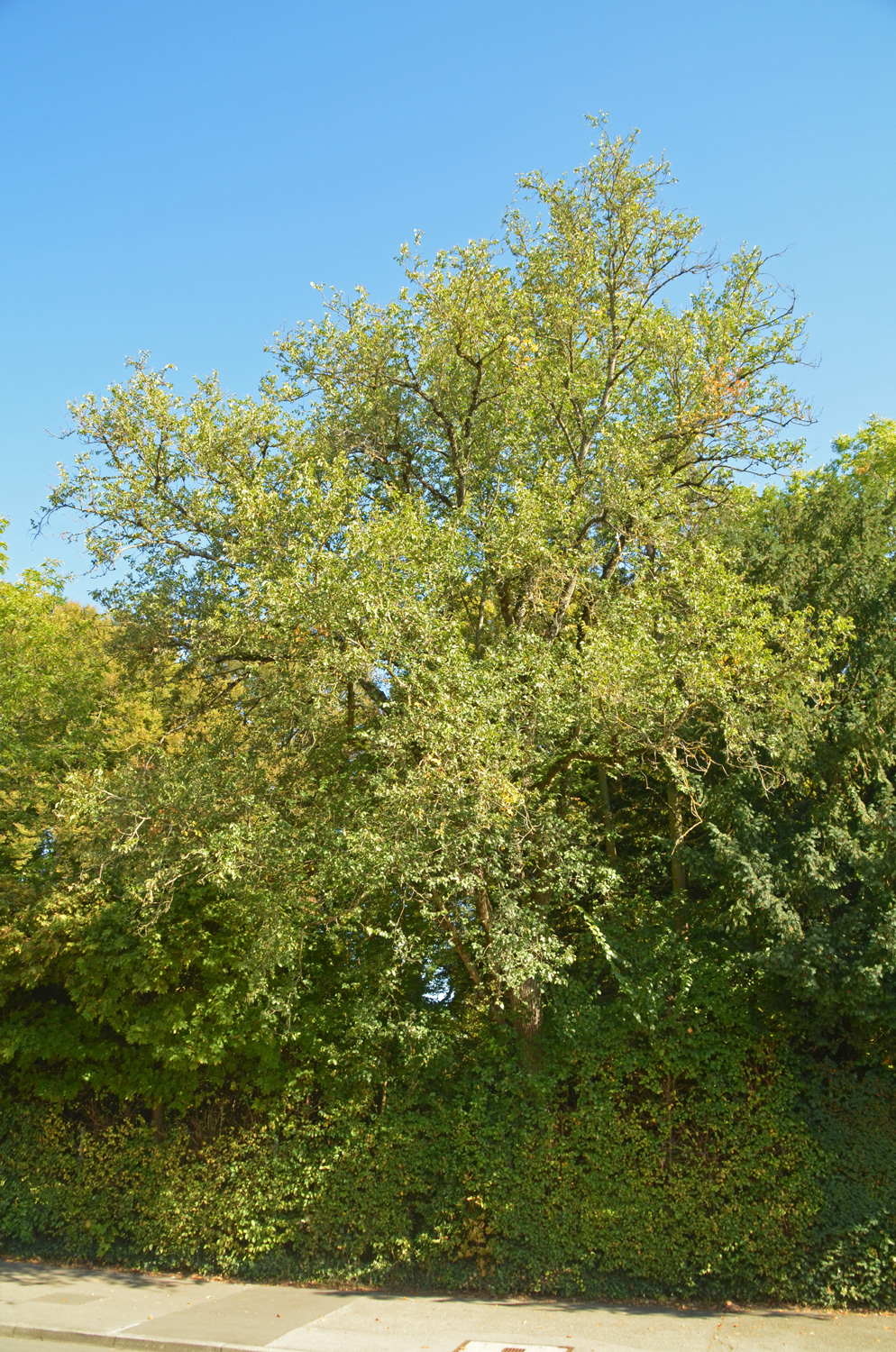 Ulmus minor - Exotengarten Hohenheim - Sept. 2023