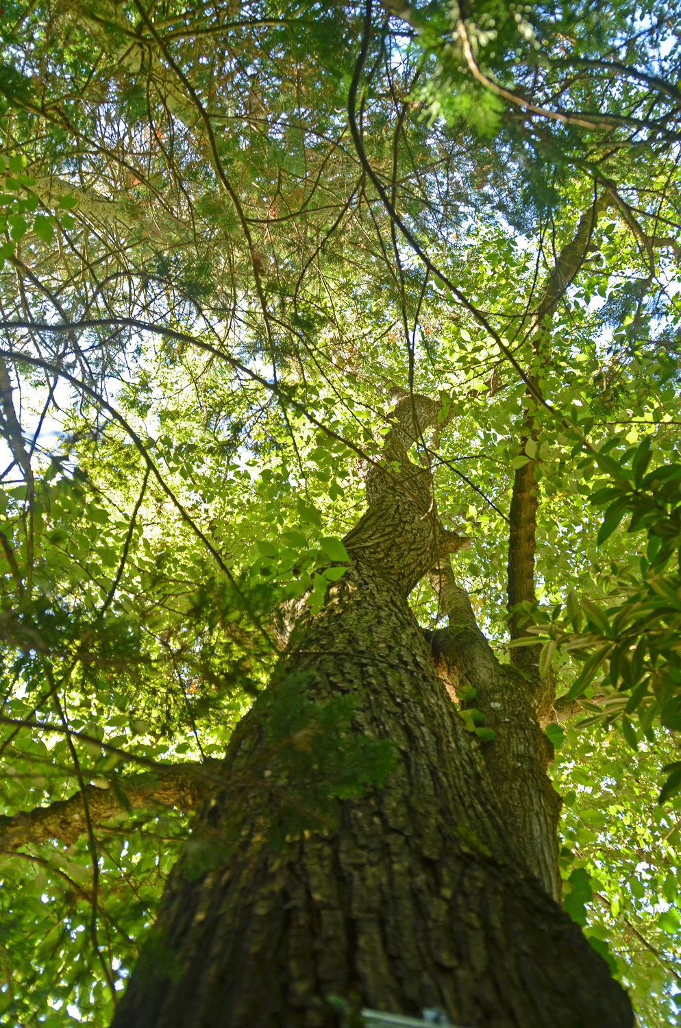 Ulmus minor - Exotengarten Hohenheim - Sept. 2023