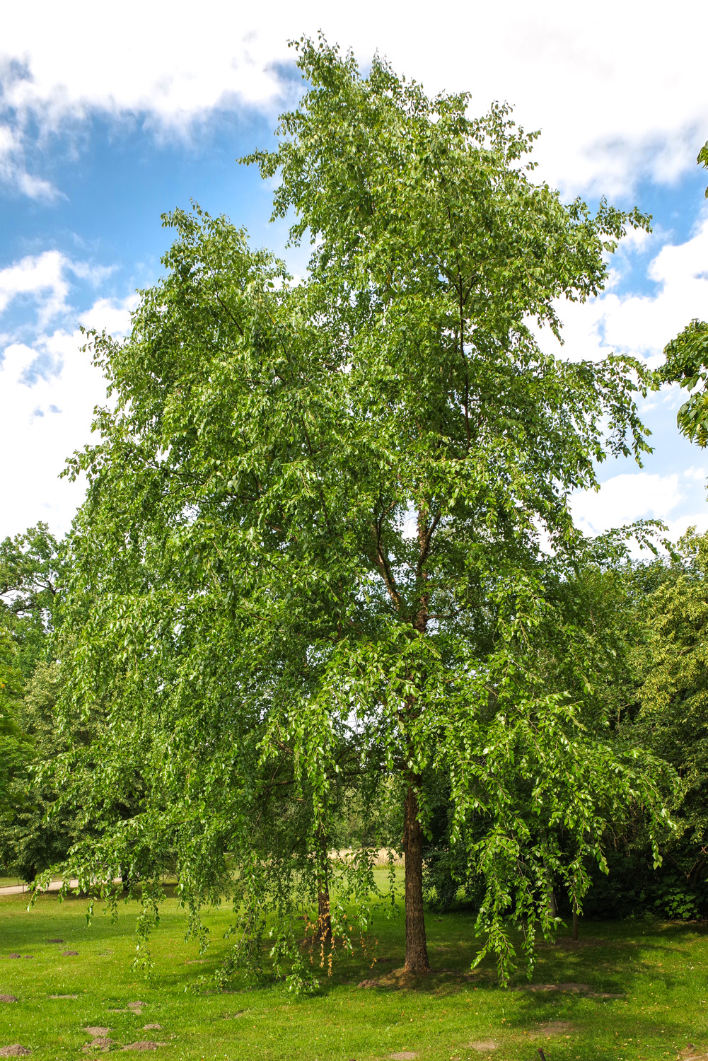 Betula nigra