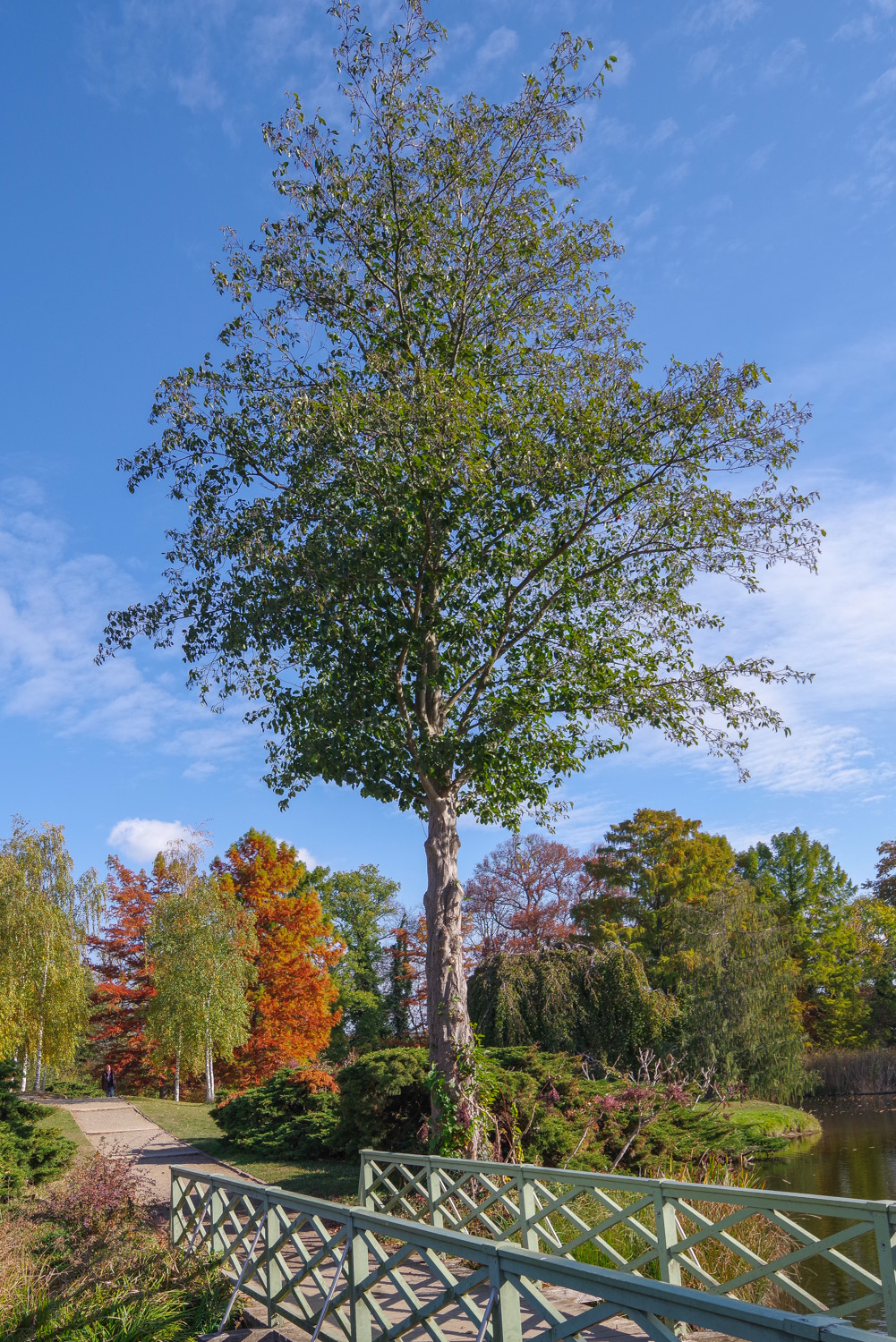 Alnus incana subsp. incana