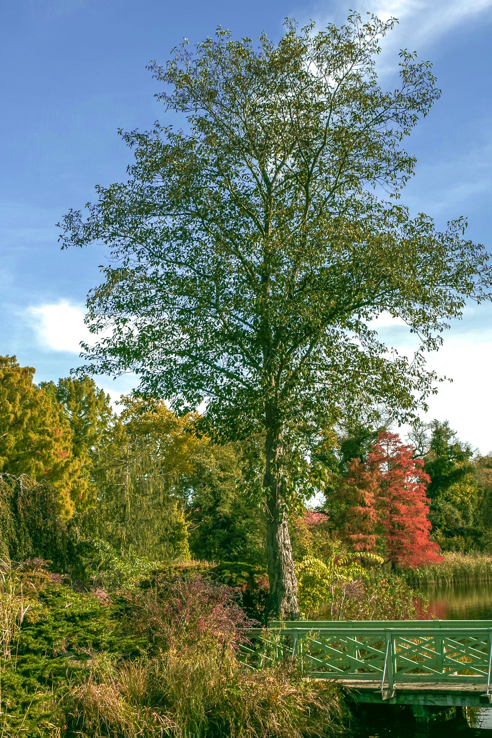 Alnus incana - Potsdam - Dezember 2023