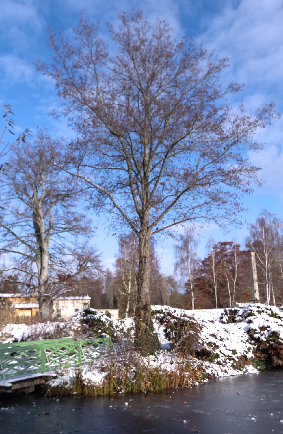 Alnus incana - Potsdam - Dezember 2023