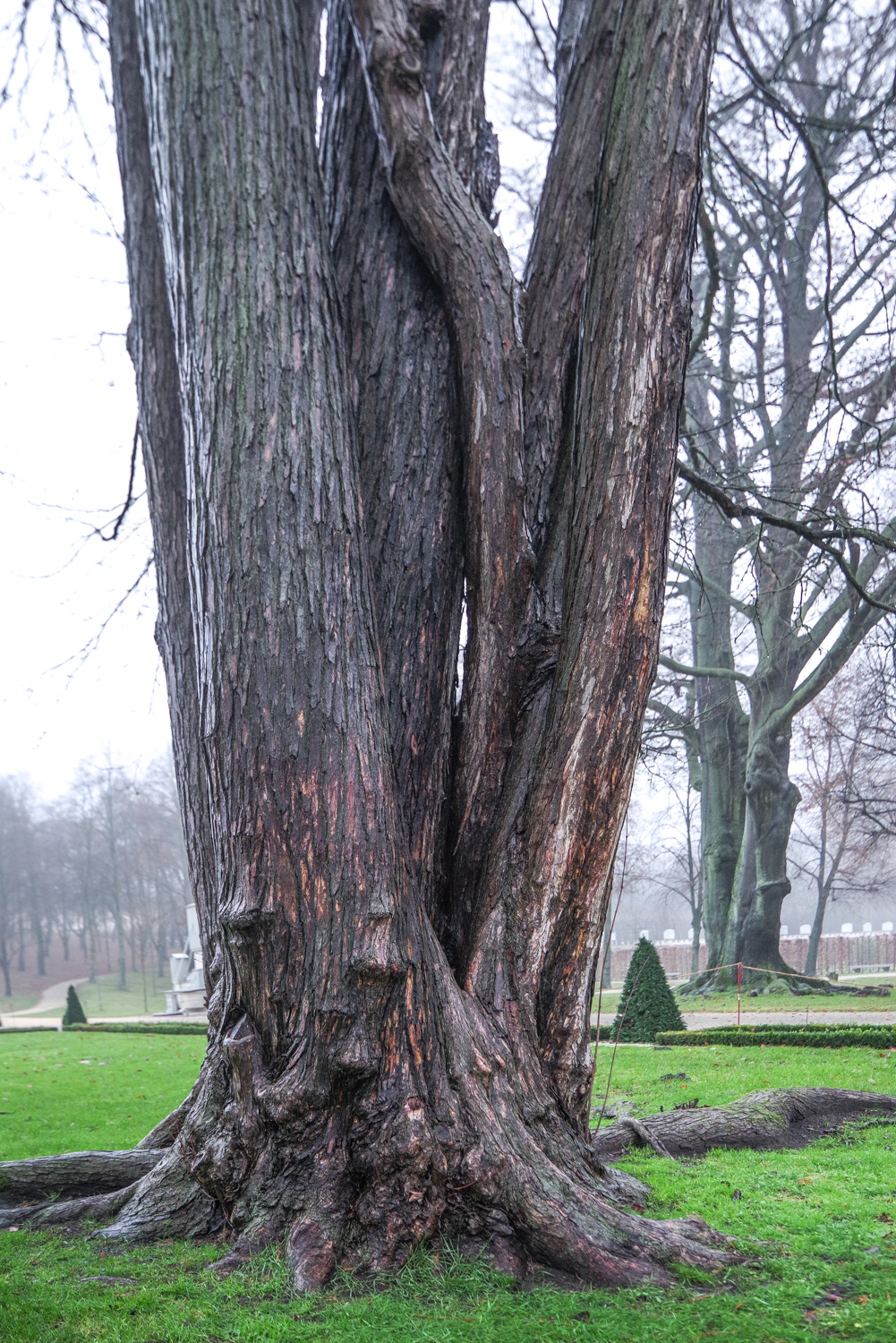 Cercidiphyllum japonicum