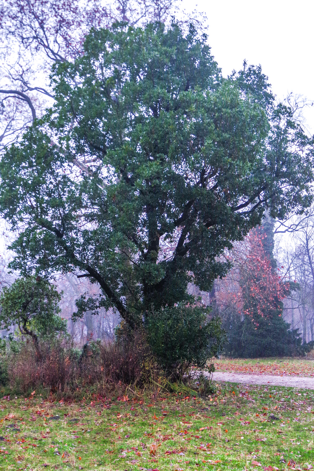 'Pseudoturneri' × turneri Quercus